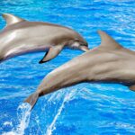 cute:ocsf69d5qxm= dolphin